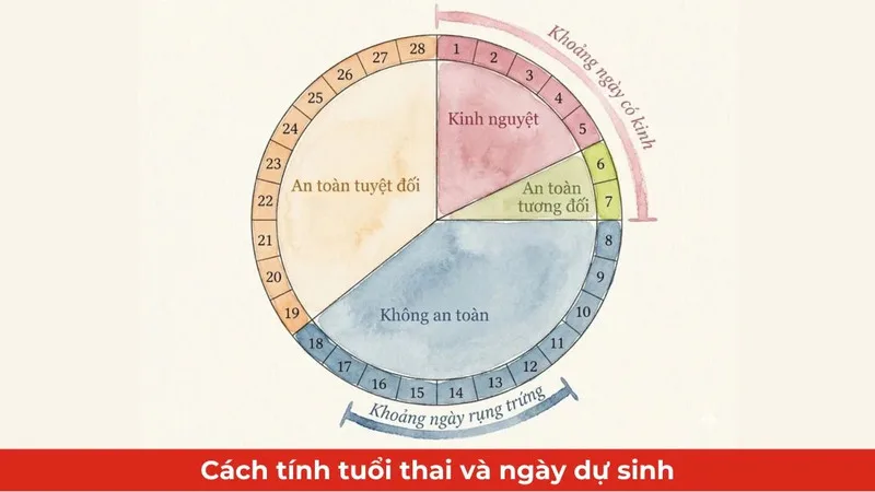 Tuổi thai thường được tính từ ngày đầu tiên của kỳ kinh cuối, không phải từ ngày que thử bắt đầu lên vạch.